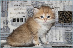 Female Siberian Kitten from Deedlebug Siberians